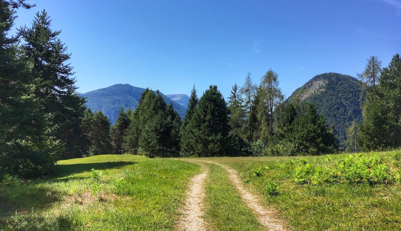piante selvatiche commestibili