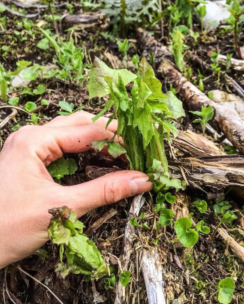 erbe spontanee commestibil-radicchio-dell-orso