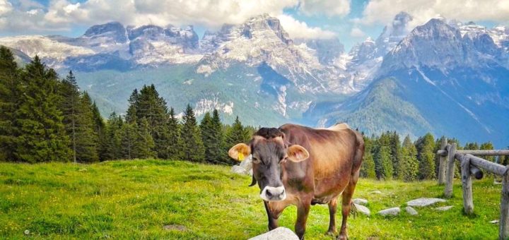 cosa vedere n trentino-malga ritorto