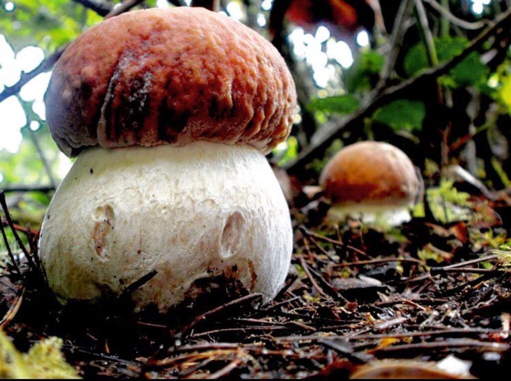 funghi porcini-perfetto fungaiolo