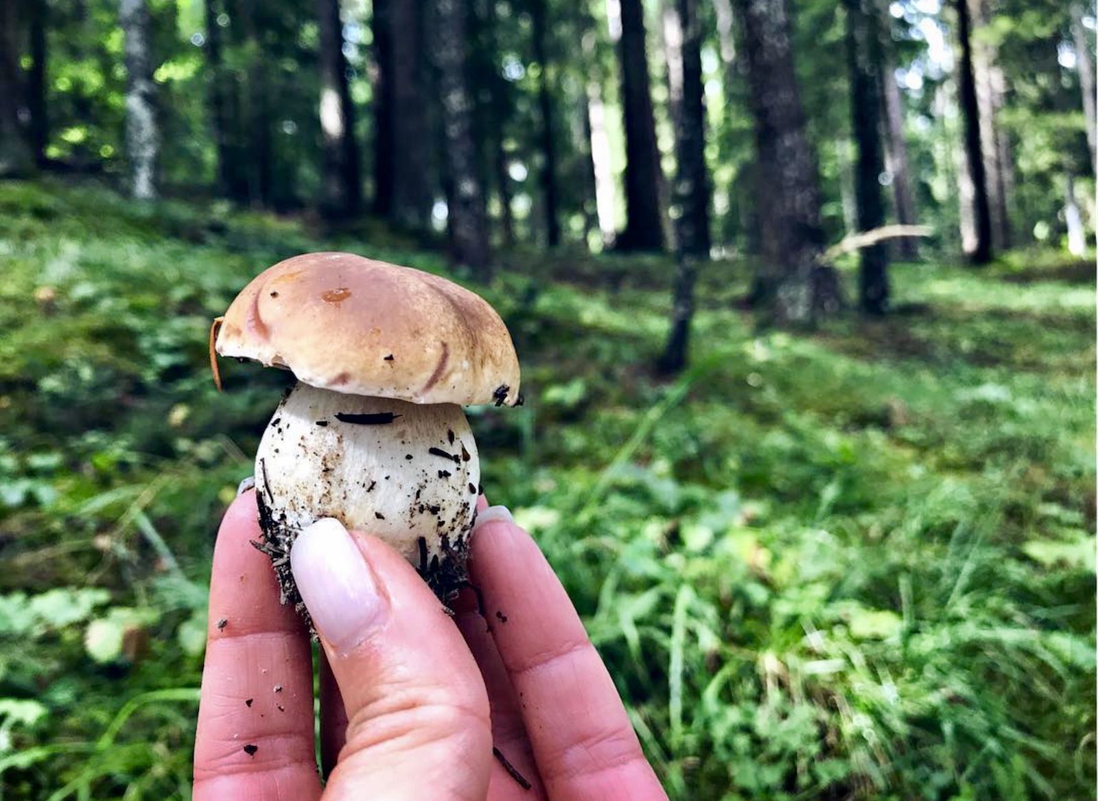 raccogliere funghi