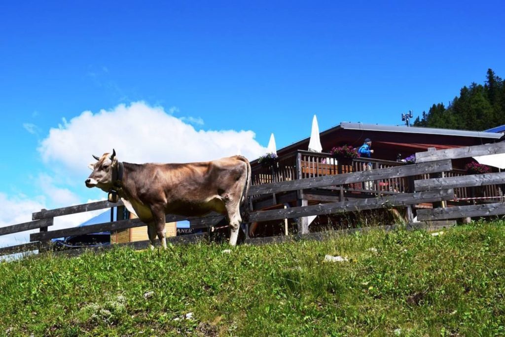 giro delle malghe sul monte roen