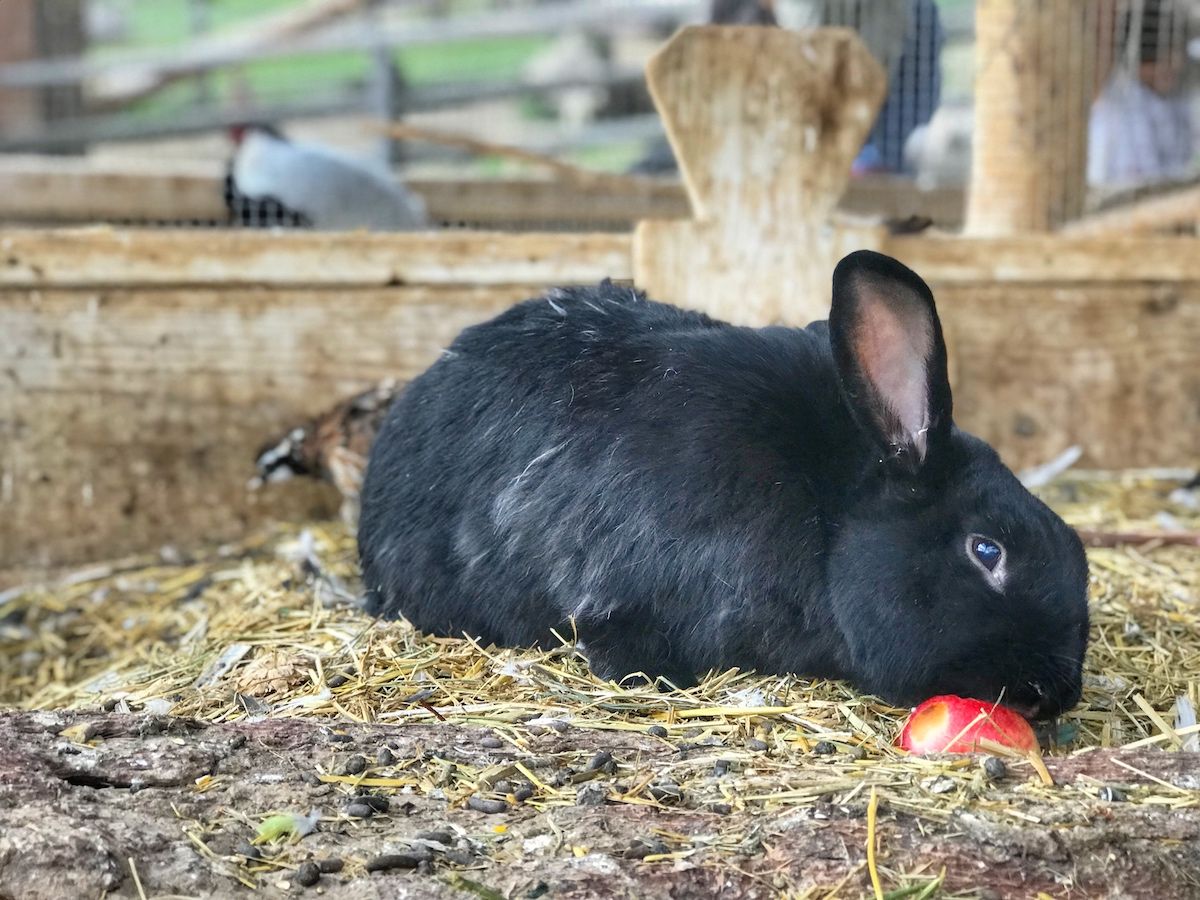 mondo degli animali-maso rainguthof