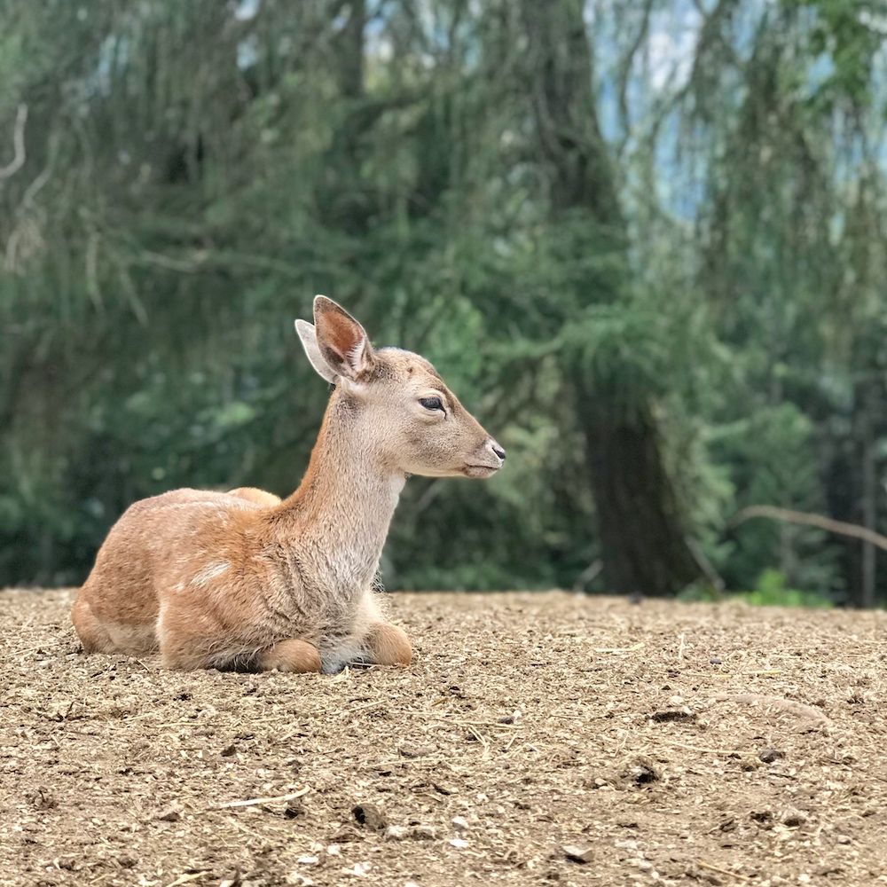 mondo degli animali-maso rainguthof