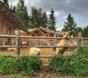 Alla Fattoria Rainguthof Un Mondo Degli Animali Davvero Speciale Alla Fattoria Rainguthof Un Mondo Degli Animali Davvero Speciale