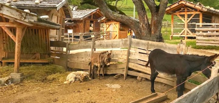 mondo degli animali-fattoria rainguthof