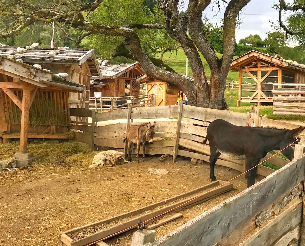 mondo degli animali-fattoria rainguthof