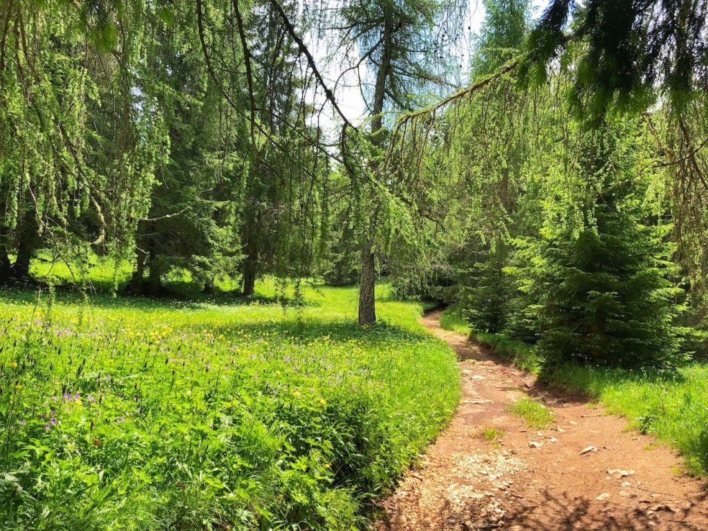 passeggiata delle baite-da ruffre alle regole di malosco