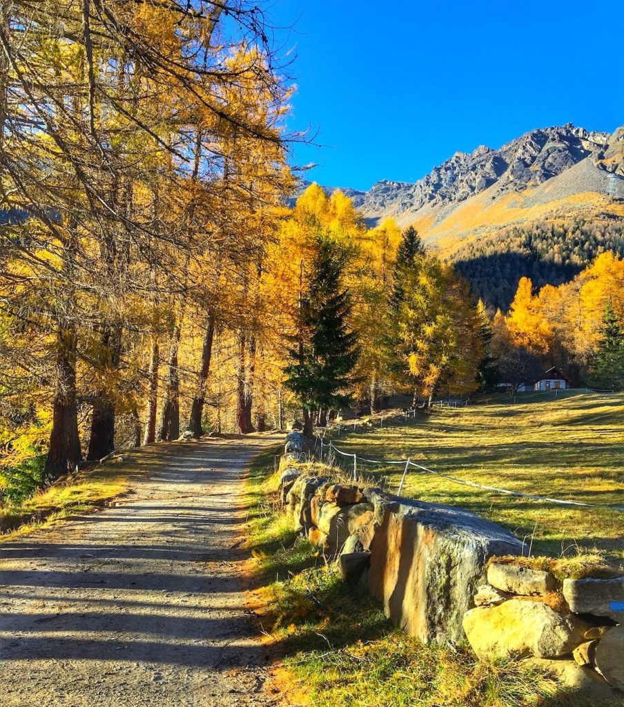 foliage in val di sole-covel-pejo