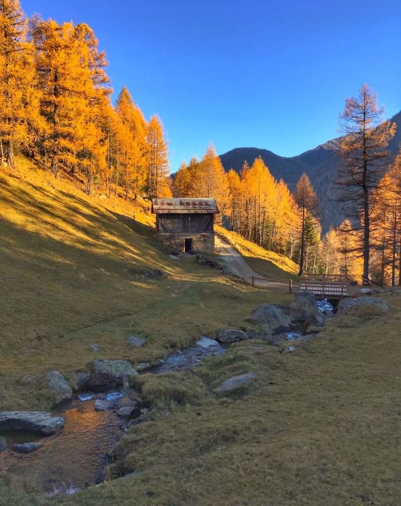 foliage in val di sole