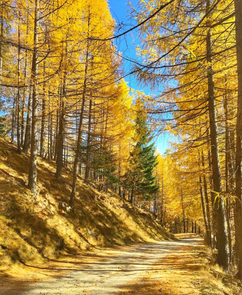 covel-foliage in val di sole