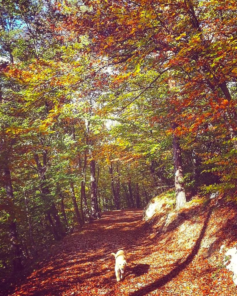 passeggiate d autunno in val di non-torre di visione