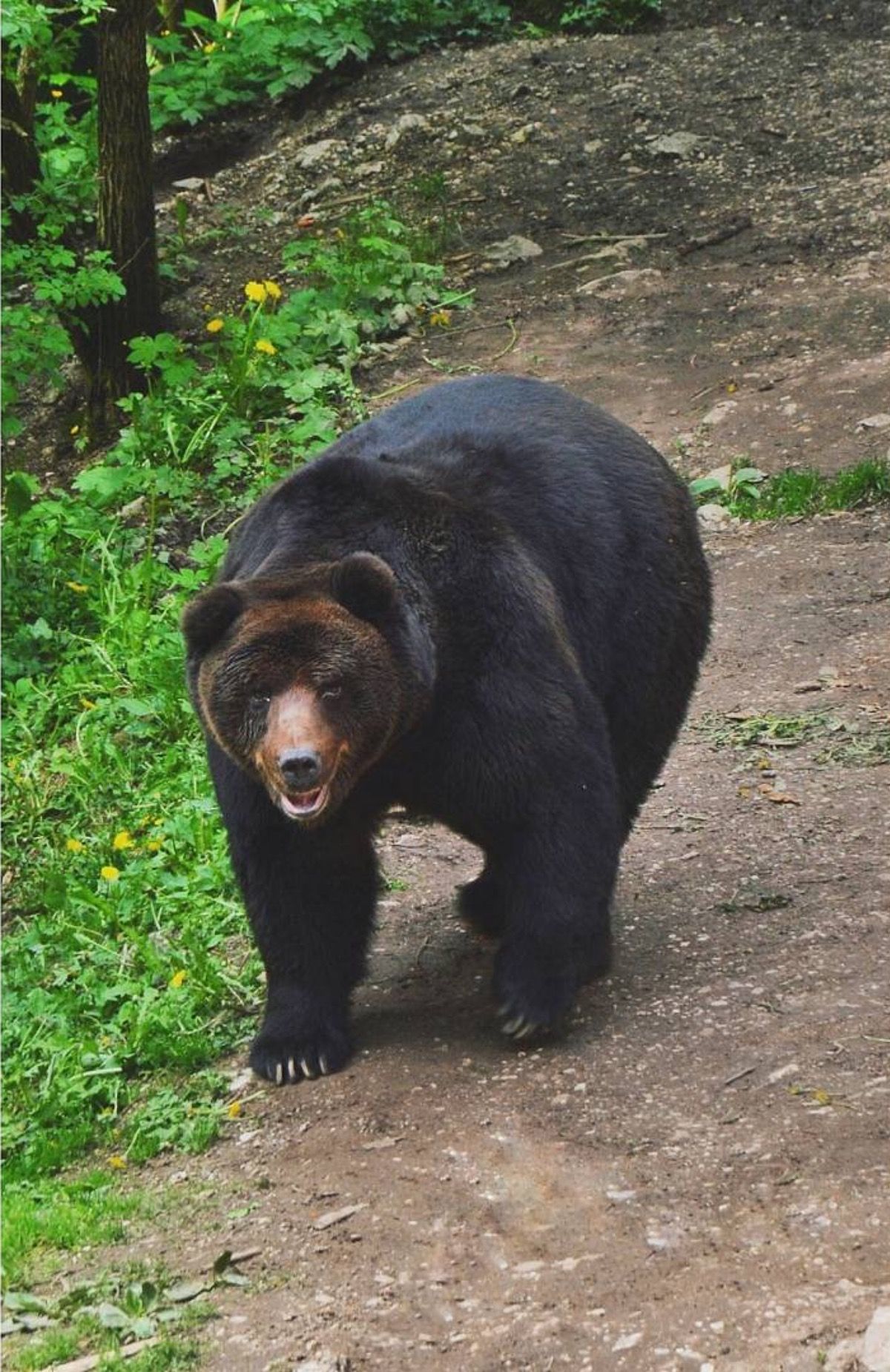 orso san romedio Bruno