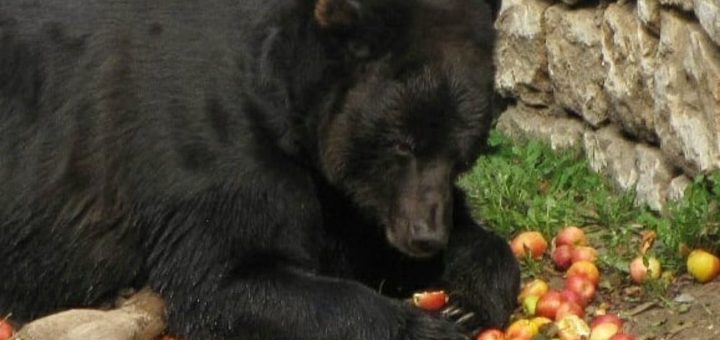 la storia di bruno-orso di san romedio-val di non