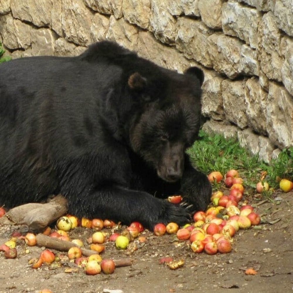 Dom vokal sanger L'orso di San Romedio in Val di Non. Storia di Bruno