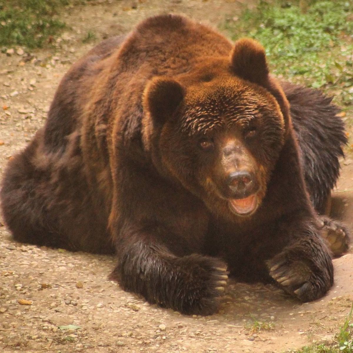 orso di san romedio Bruno