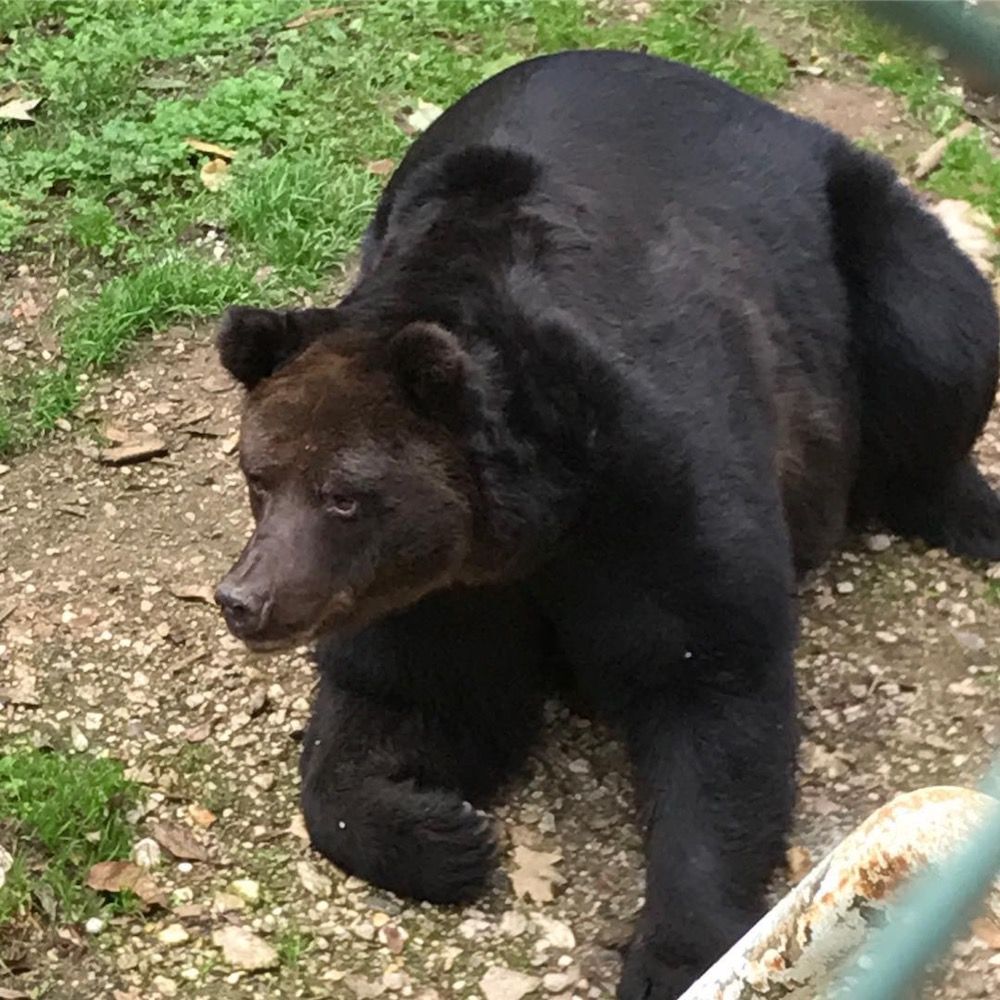 orso san romedio Bruno