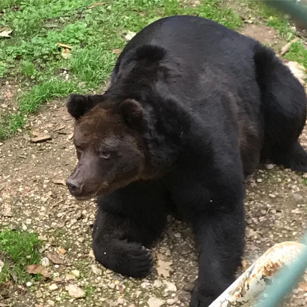L'orso di San Romedio in Val di Non. Storia di Bruno