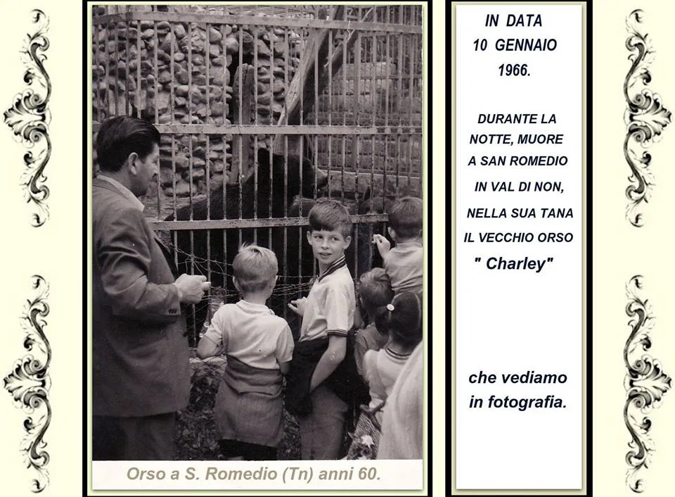 Quando l'orso Charlie arrivò a San Romedio, una storia di tanti anni fa