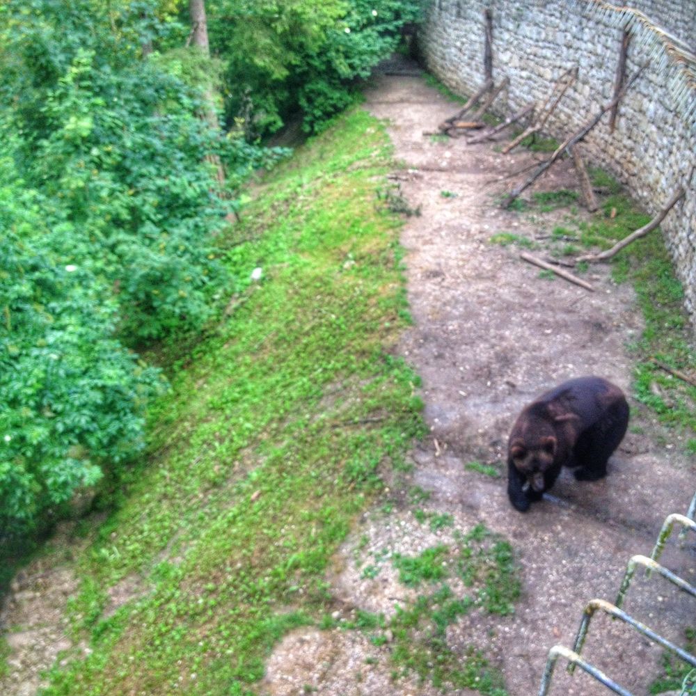 orso san romedio Bruno