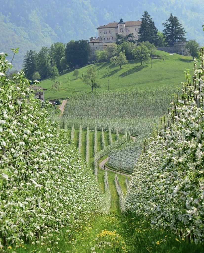 trentino alto adige in primavera-fioritura dei meli in Val di Non