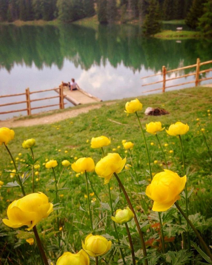 fioritura dei botton d oro al lago di tret