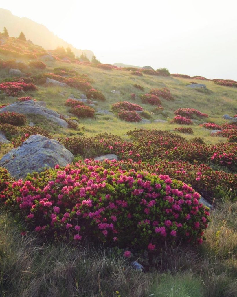 rododendri in fiore monte luco