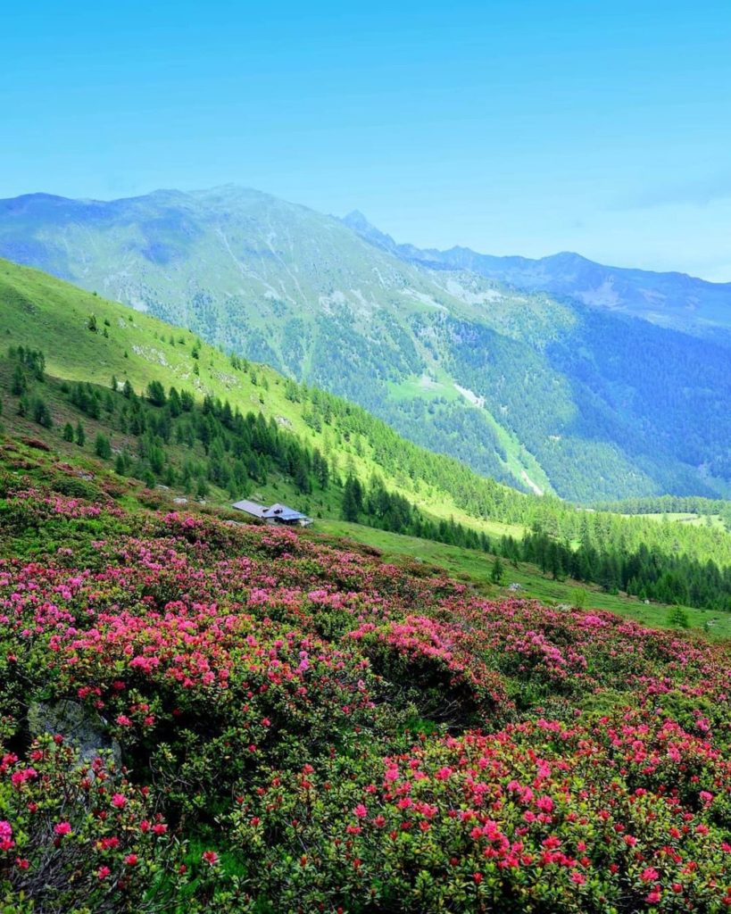 rododendri in fiore malga preghena alta