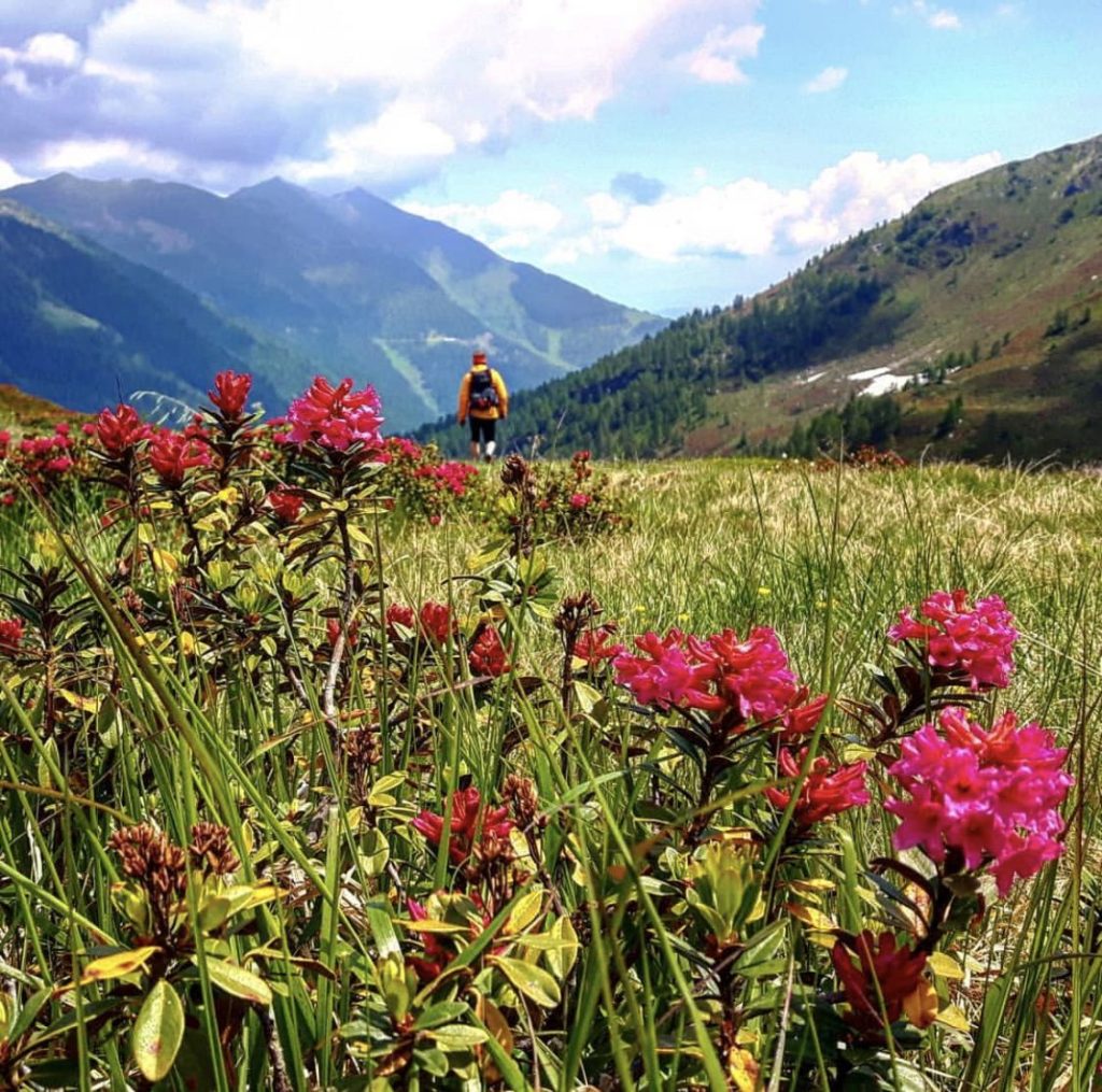 rododendri in fiore in val di non