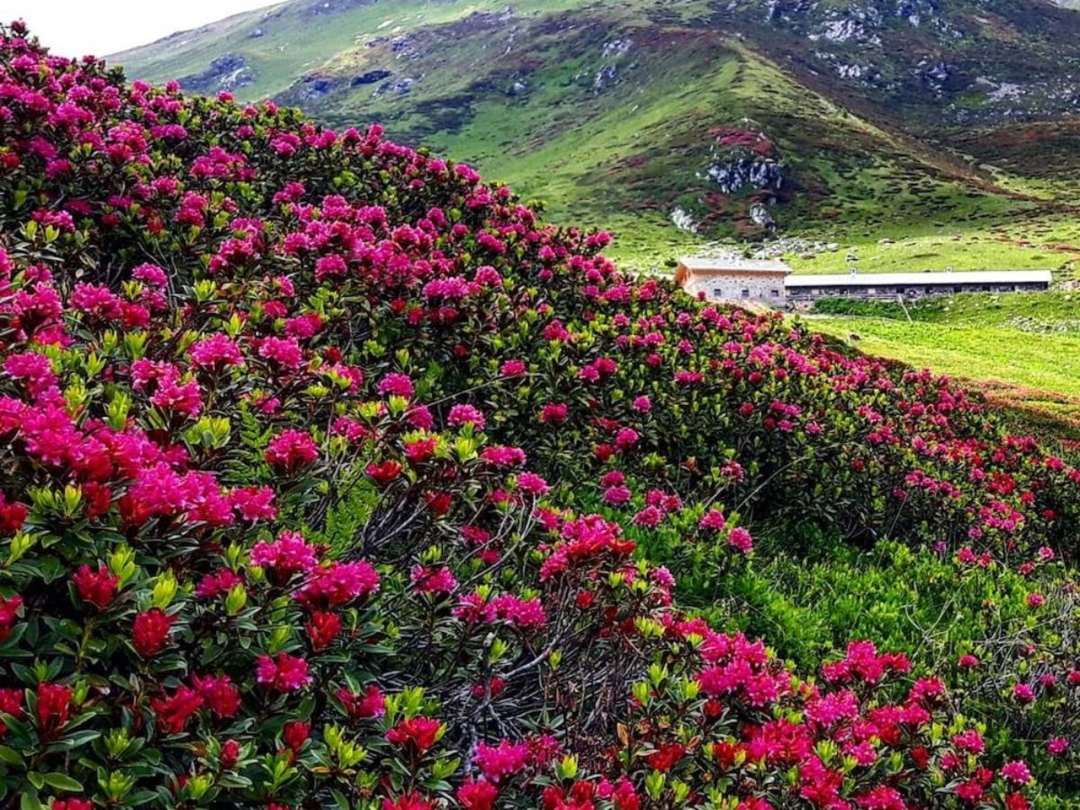 Dove Puoi Vedere Lo Spettacolo Dei Rododendri In Fiore In Val Di Non