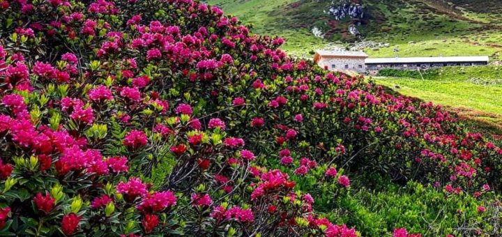 rododendri in fiore in val di bresimo