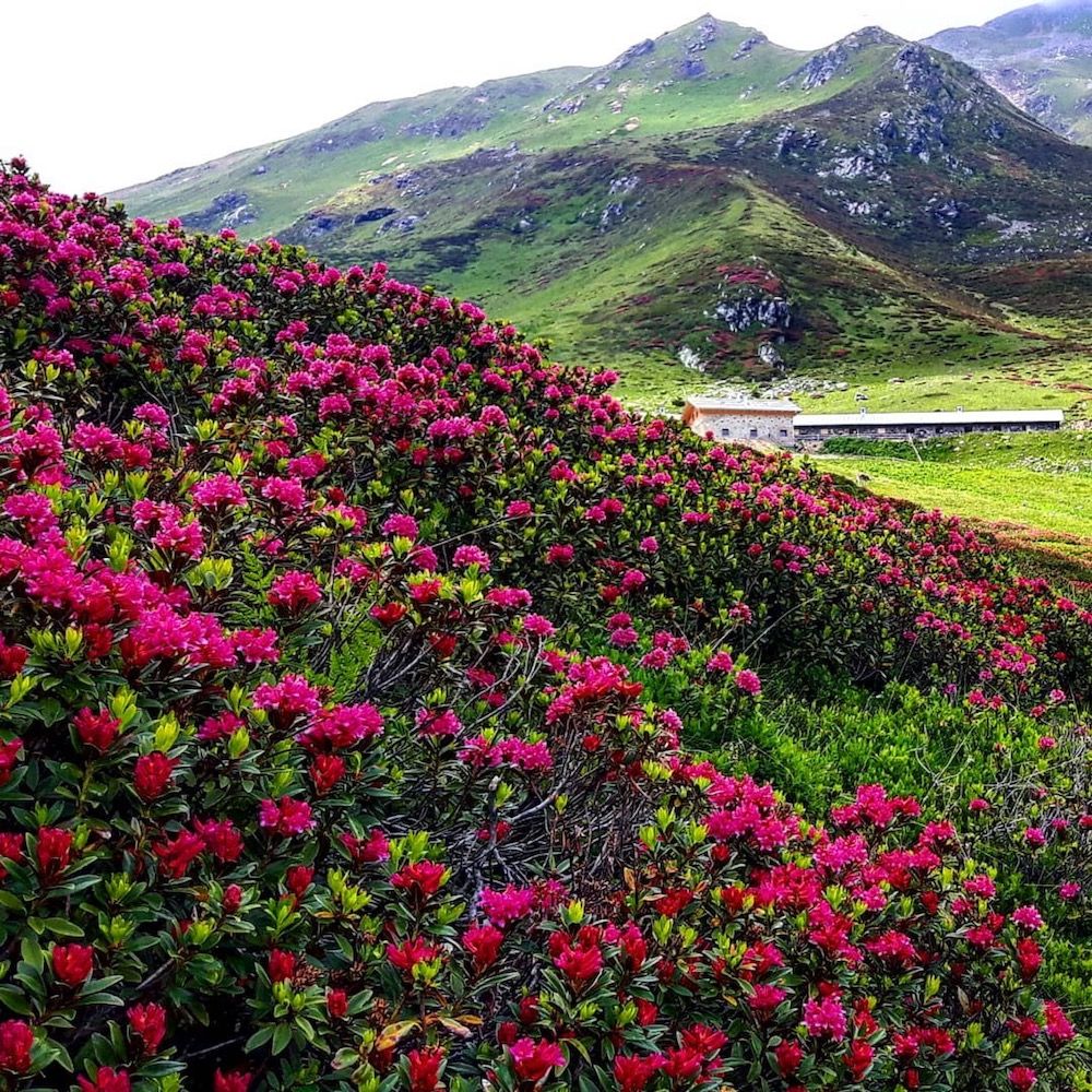 rododendri in fiore in val di bresimo