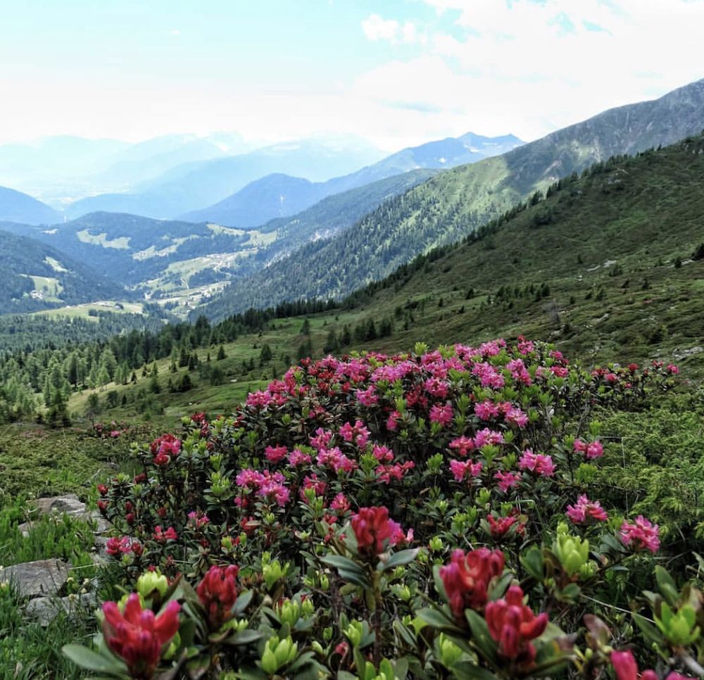 rododendri in fiore in val di non