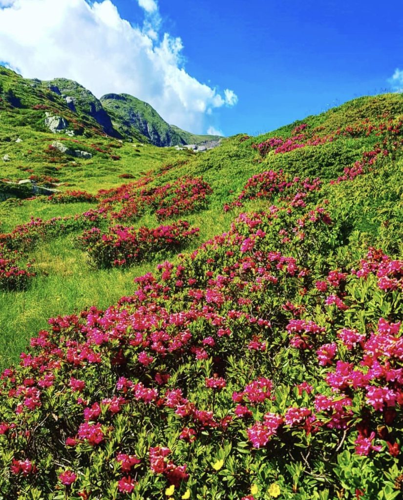 rododendri in fiore monte luco