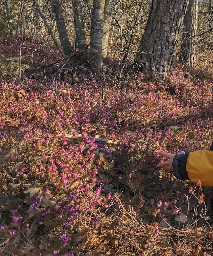 erica in fiore 