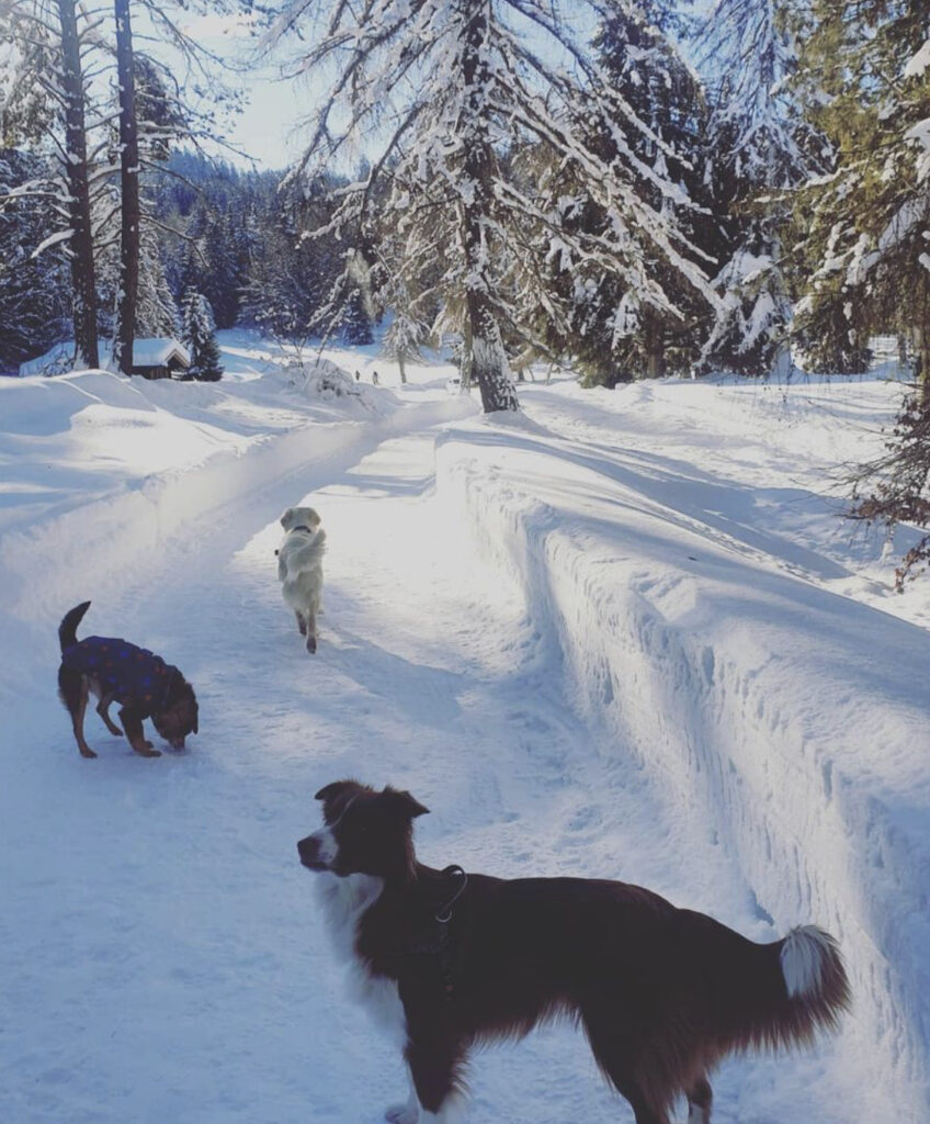 percorso per malga di romeno inverno