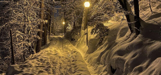 viale dei sogni inverno