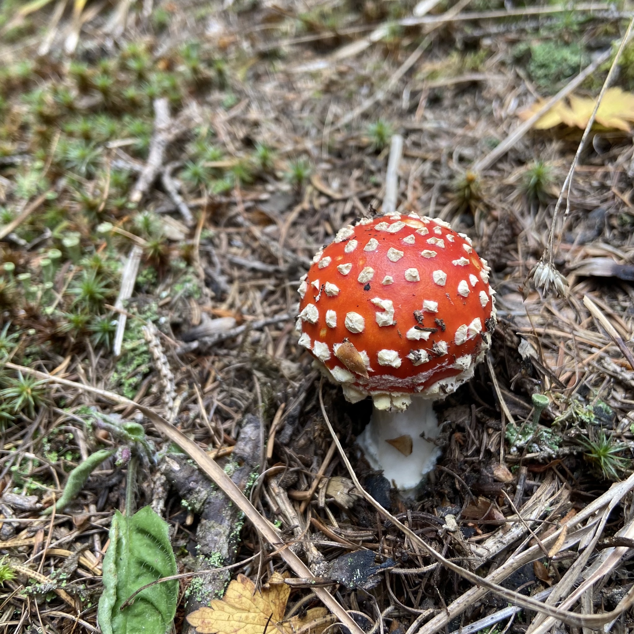 funghi velenosi