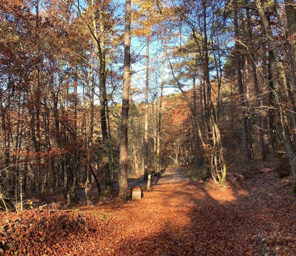 percorso torre di visione autunno