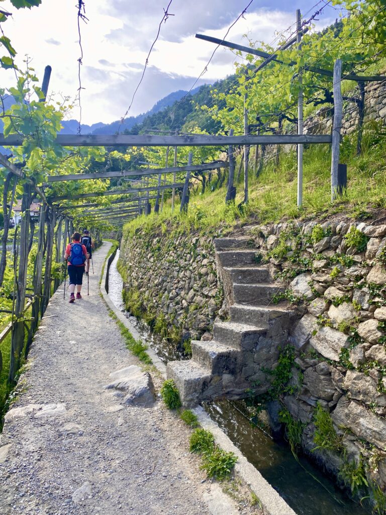 Il sentiero tra i vigneti con il dettaglio a destra di una minuscola scala di sasso e cemento che porte a raggiungere le viti soprastanti il muretto