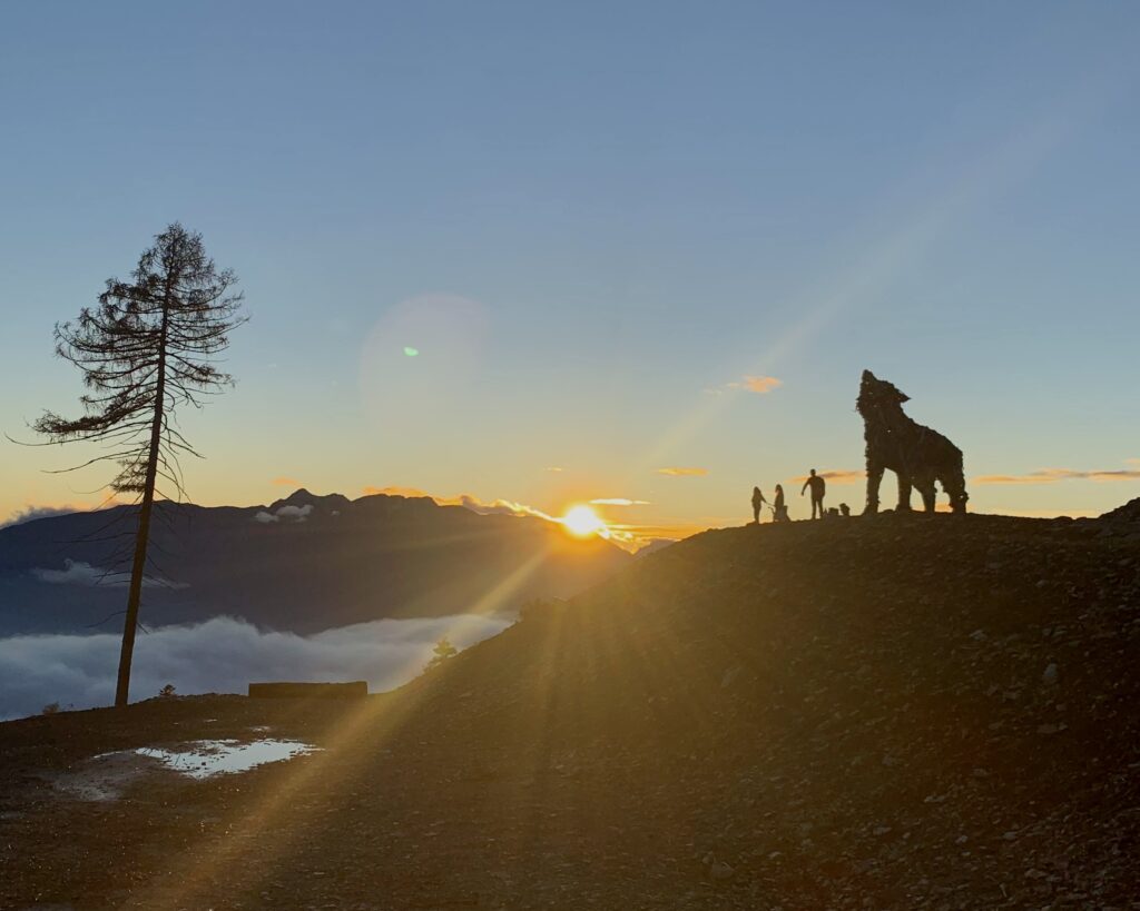 lupa al tramonto