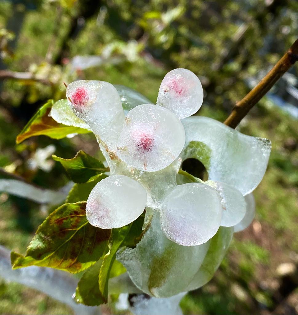 fiori di melo ghiaccio