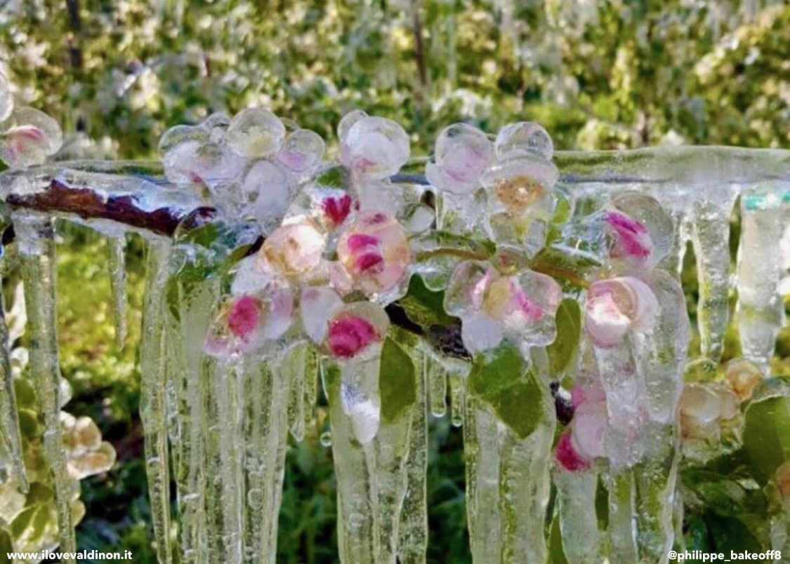 antibrina gelate fiori di melo