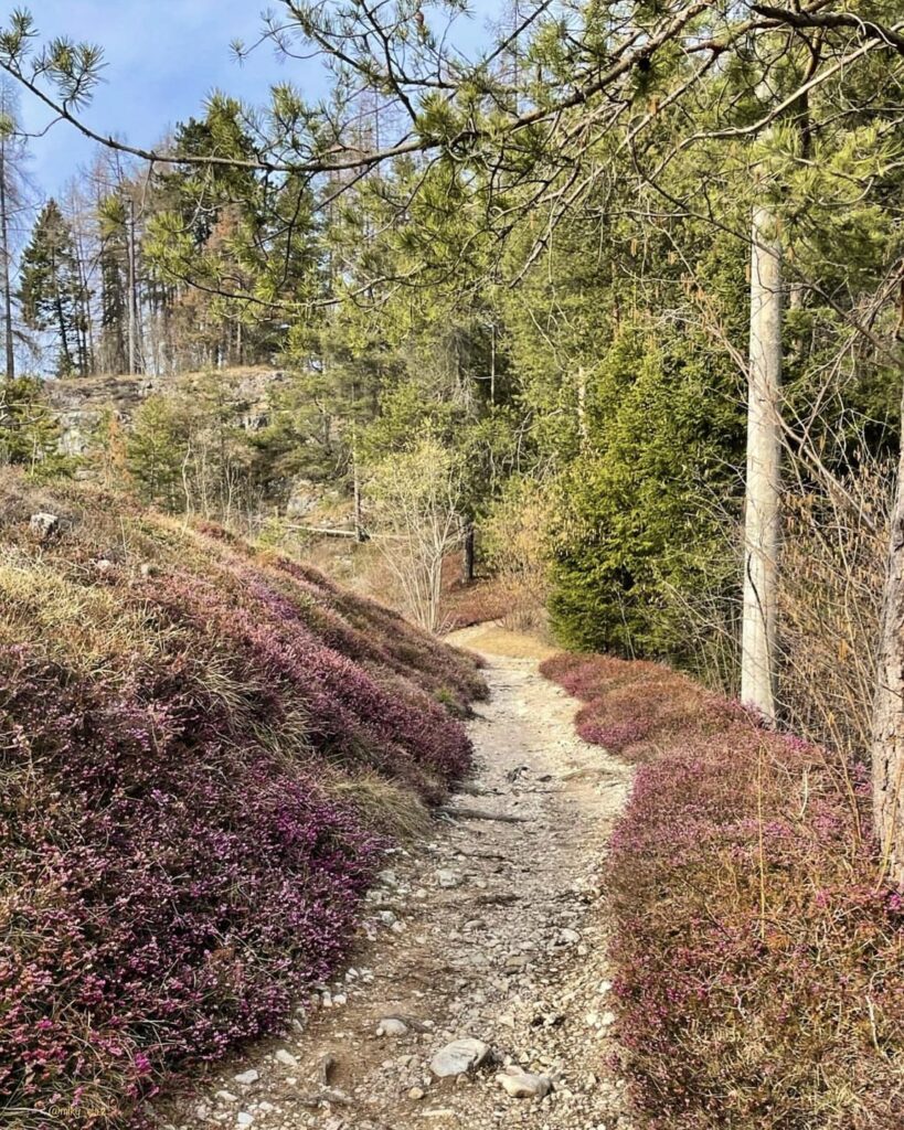 sentiero dell erica di fondo val di non