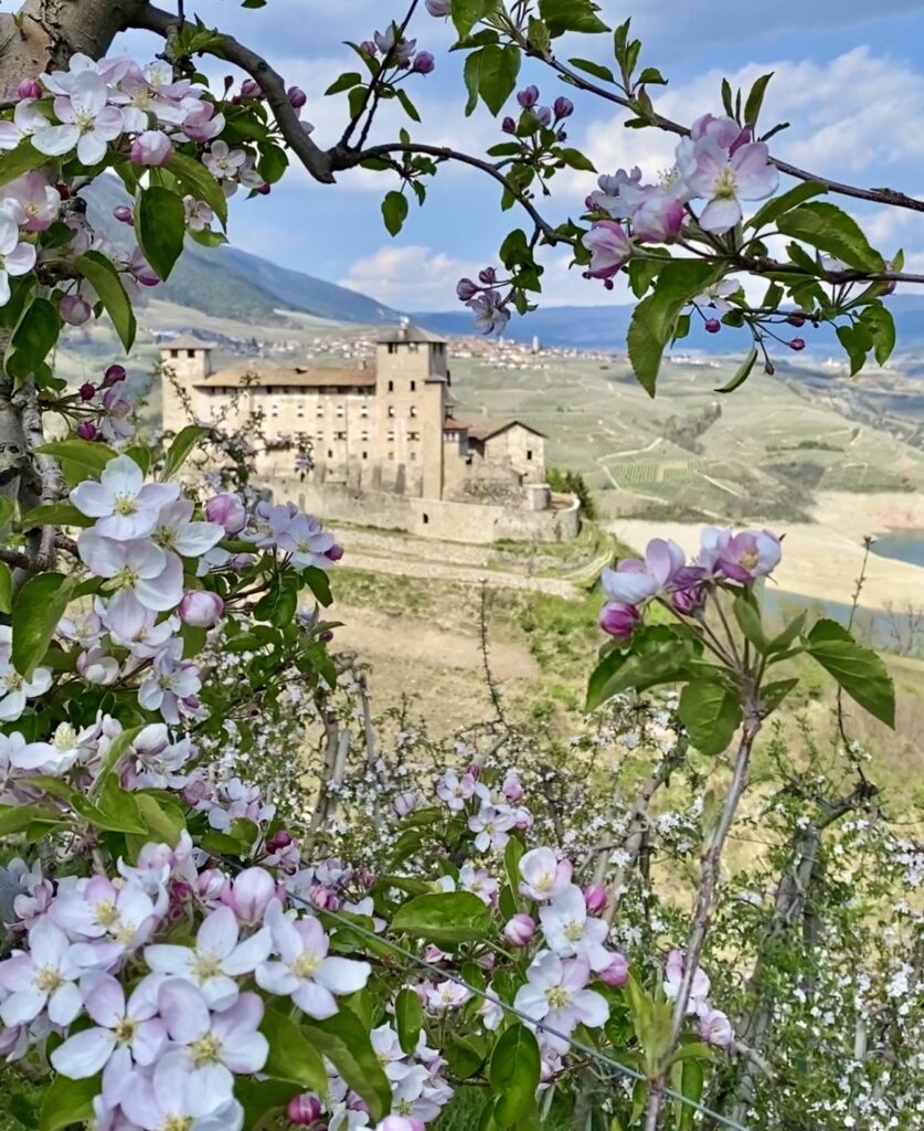 castel cles meli in fiore