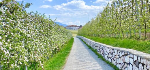 passeggiate tra i meli in fiore val di non