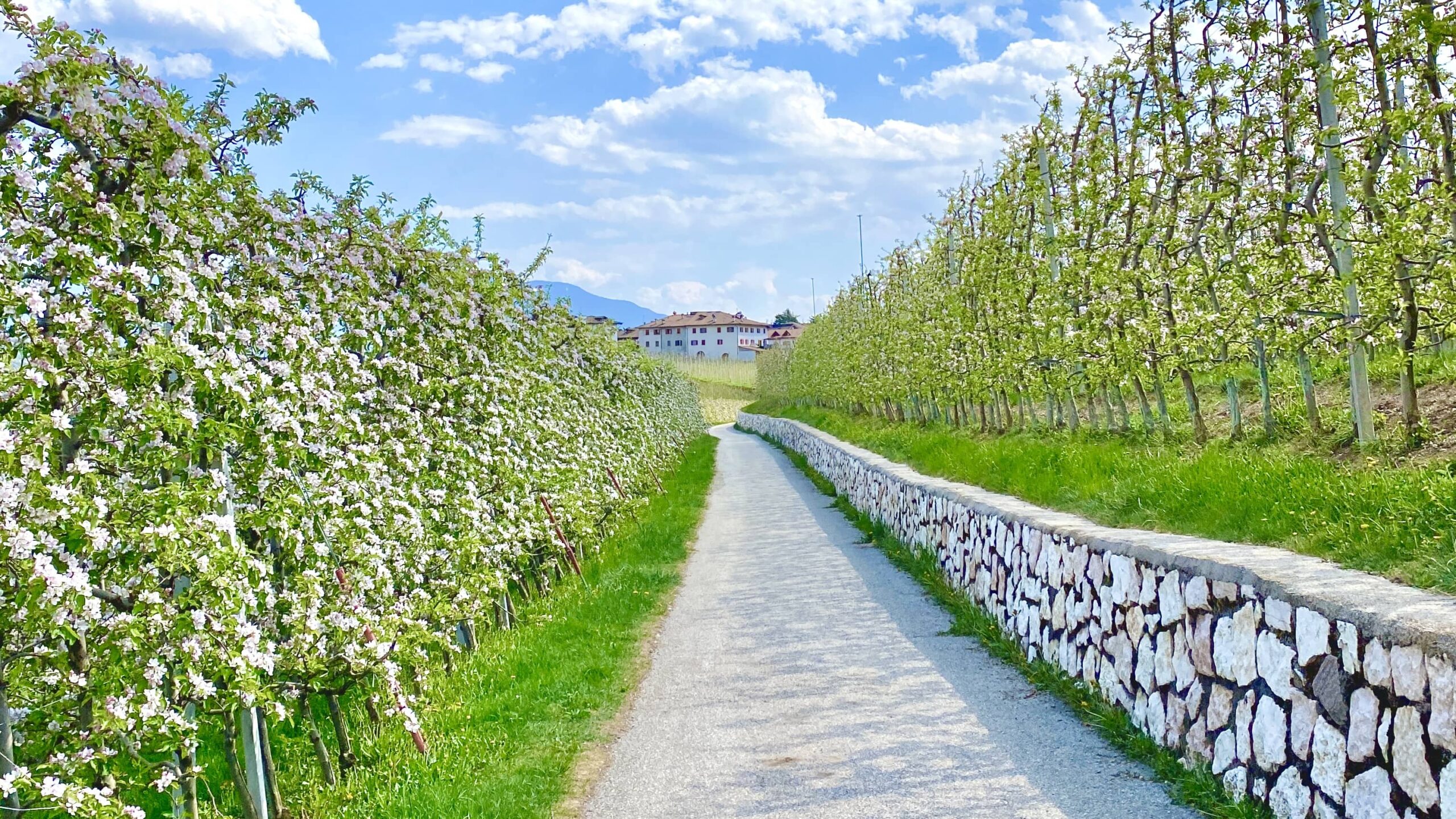 passeggiate tra i meli in fiore val di non