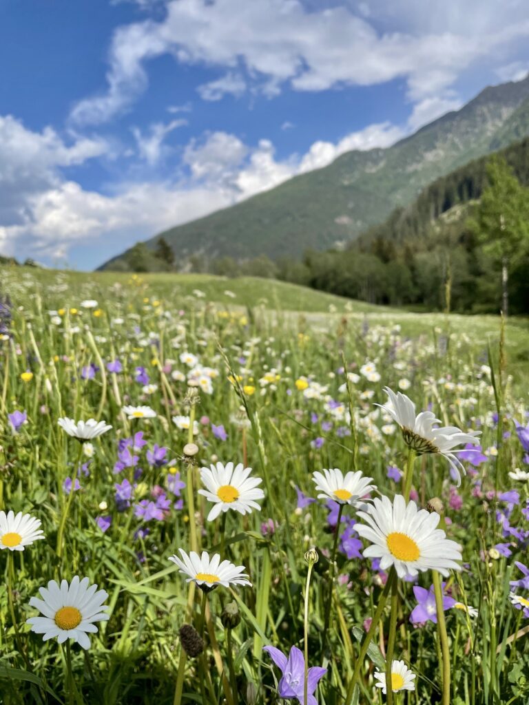 prati fioriti vermiglio