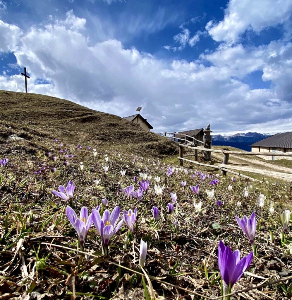 primavera crocus