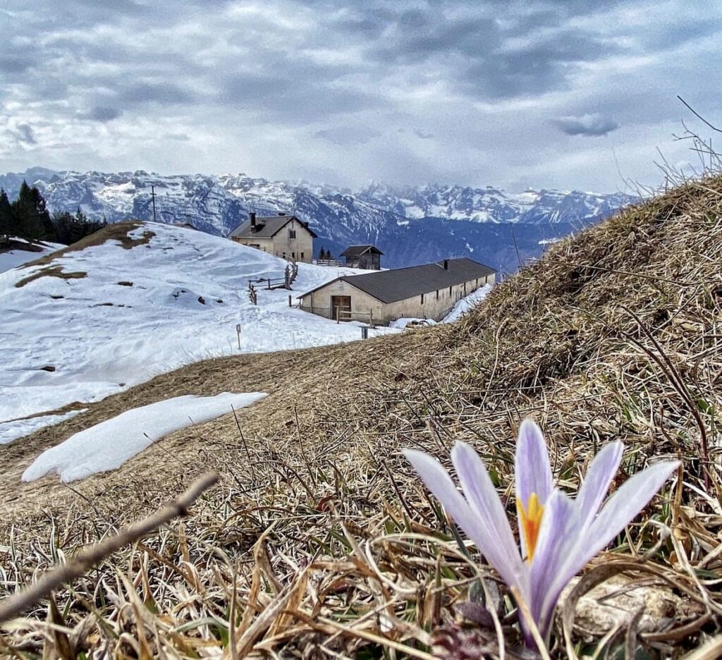 malga bodrina in primavera